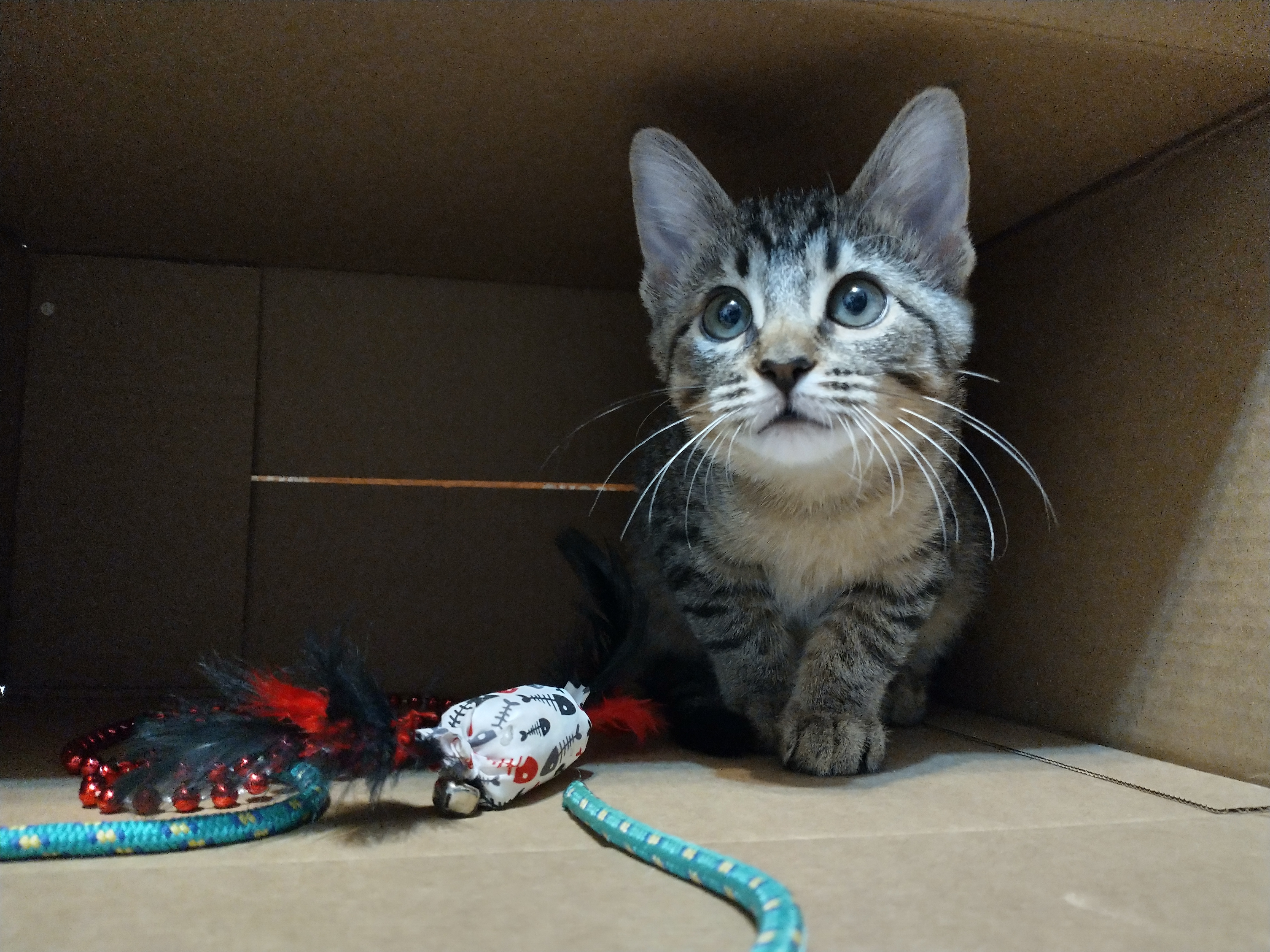 Picture of the Animal Listed