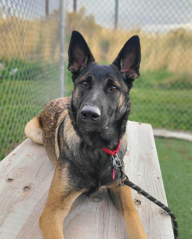 Picture of the Animal Listed