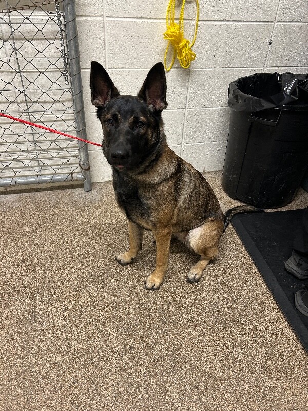 Picture of the Animal Listed