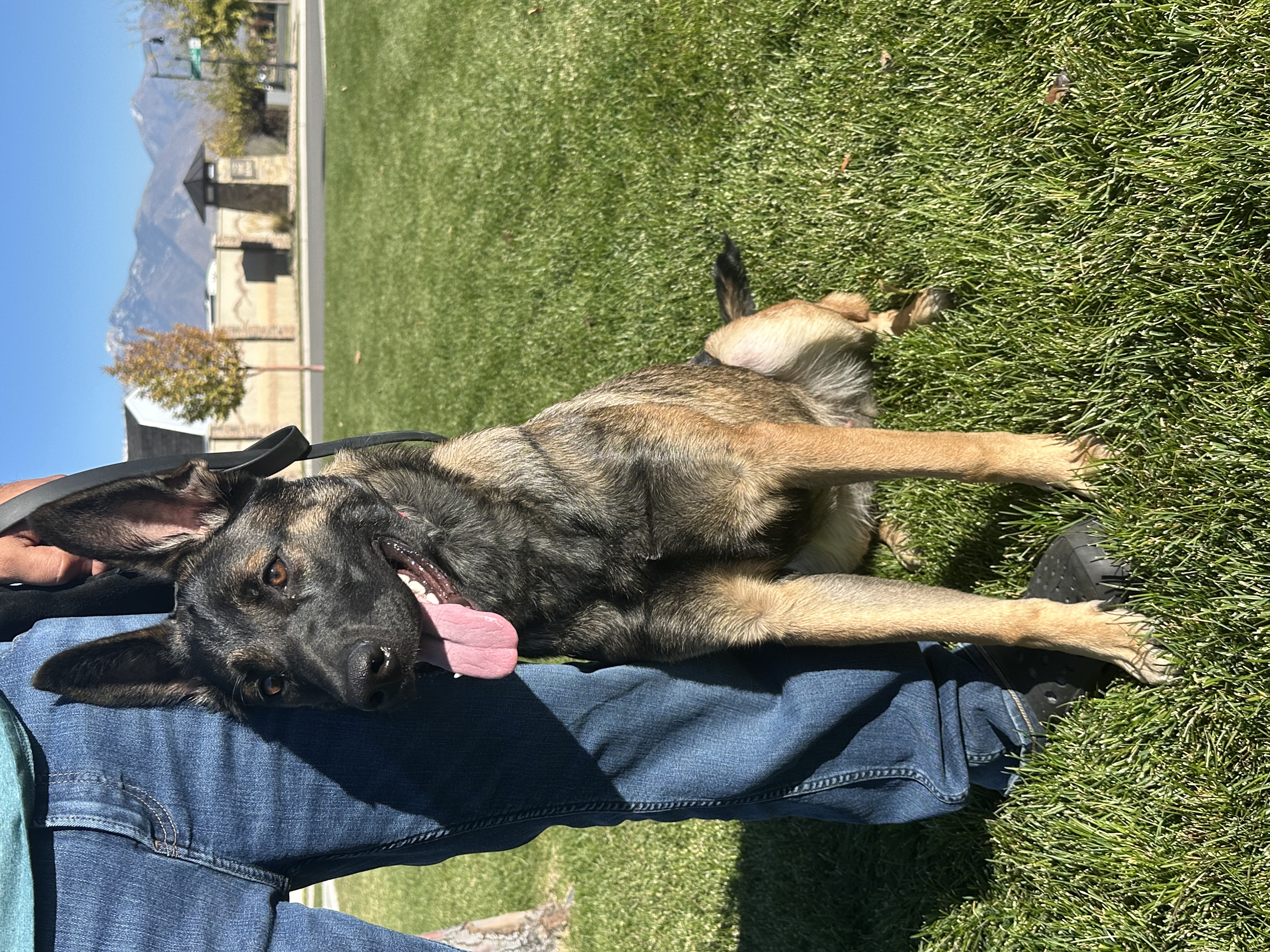 Picture of the Animal Listed