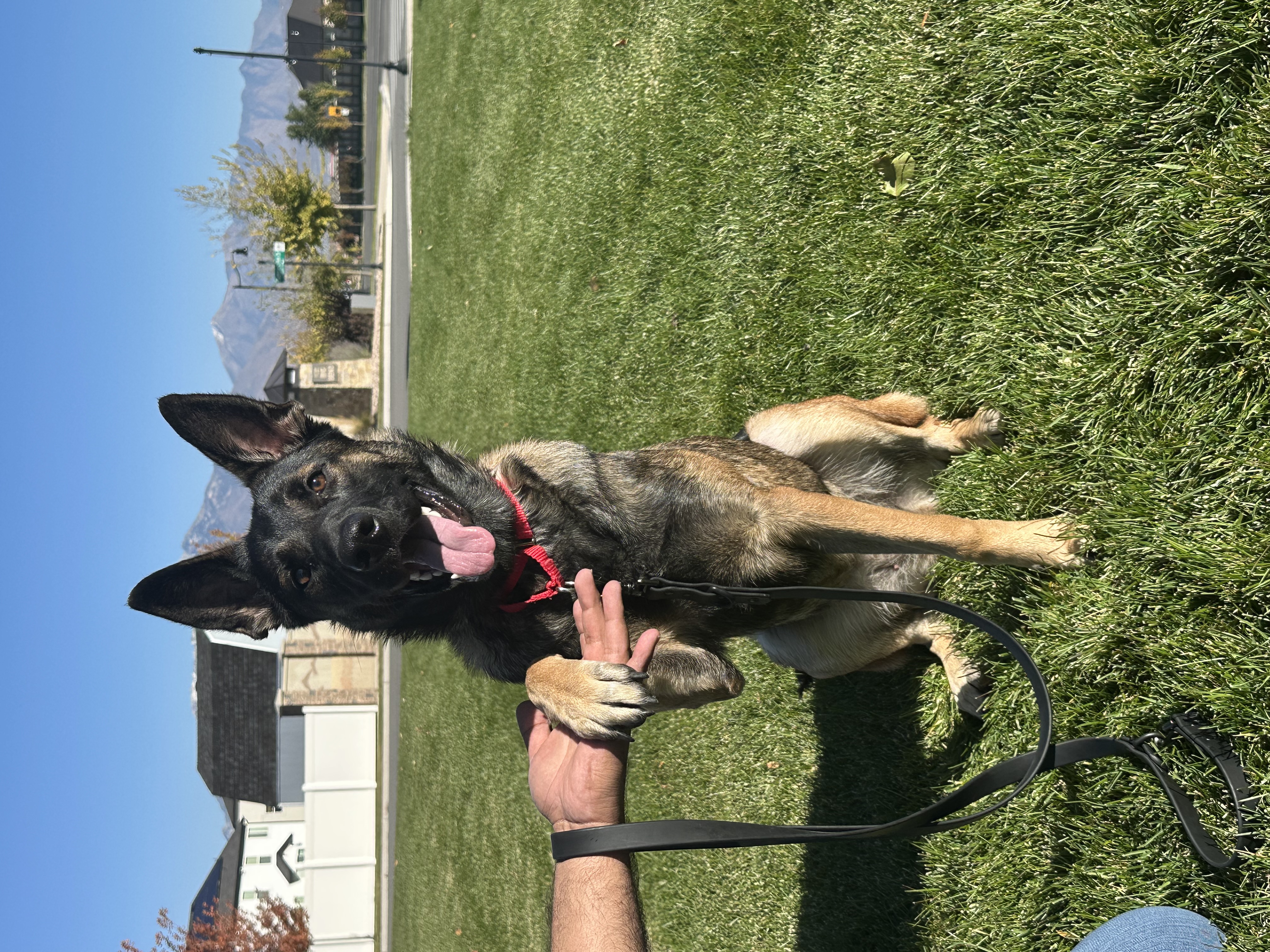 Picture of the Animal Listed