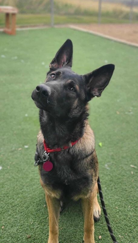 Picture of the Animal Listed