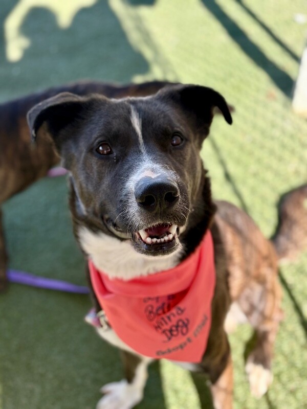 Picture of the Animal Listed