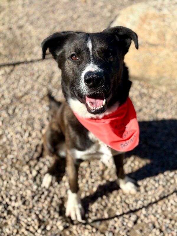 Picture of the Animal Listed