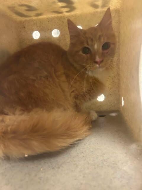 Picture of the Animal Listed