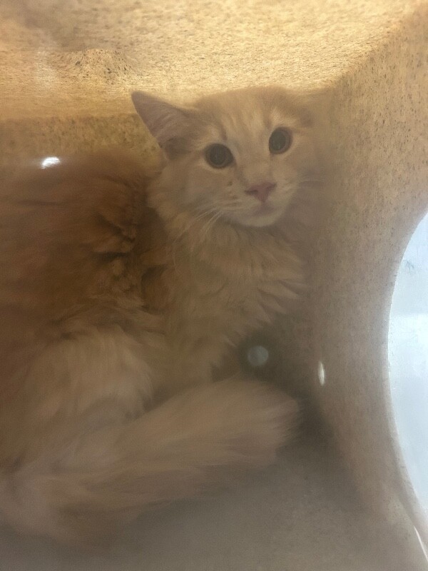 Picture of the Animal Listed