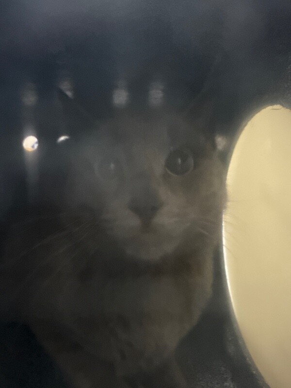 Picture of the Animal Listed