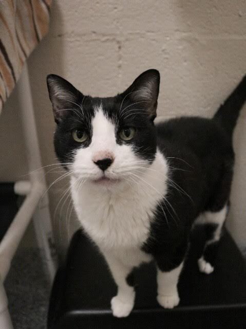 Picture of the Animal Listed