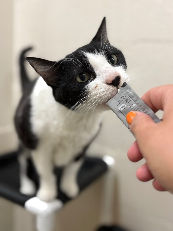 Picture of the Animal Listed