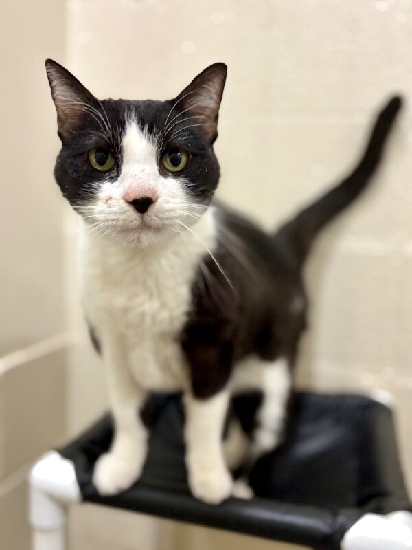 Picture of the Animal Listed