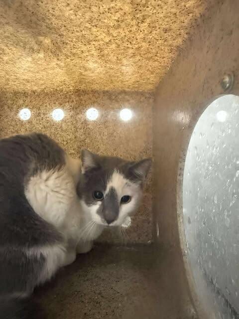 Picture of the Animal Listed