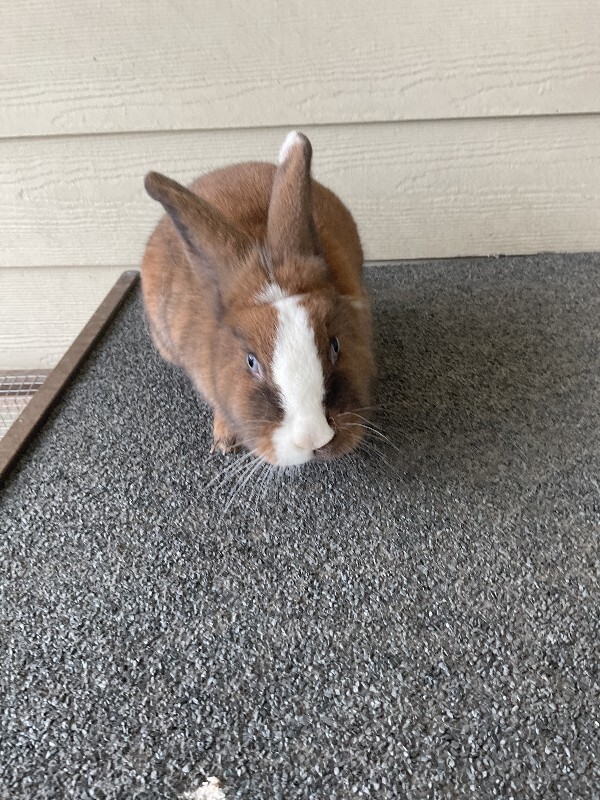Picture of the Animal Listed