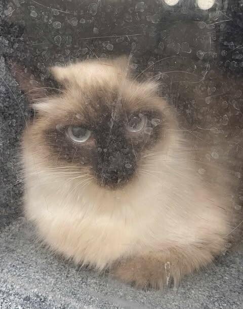 Picture of the Animal Listed