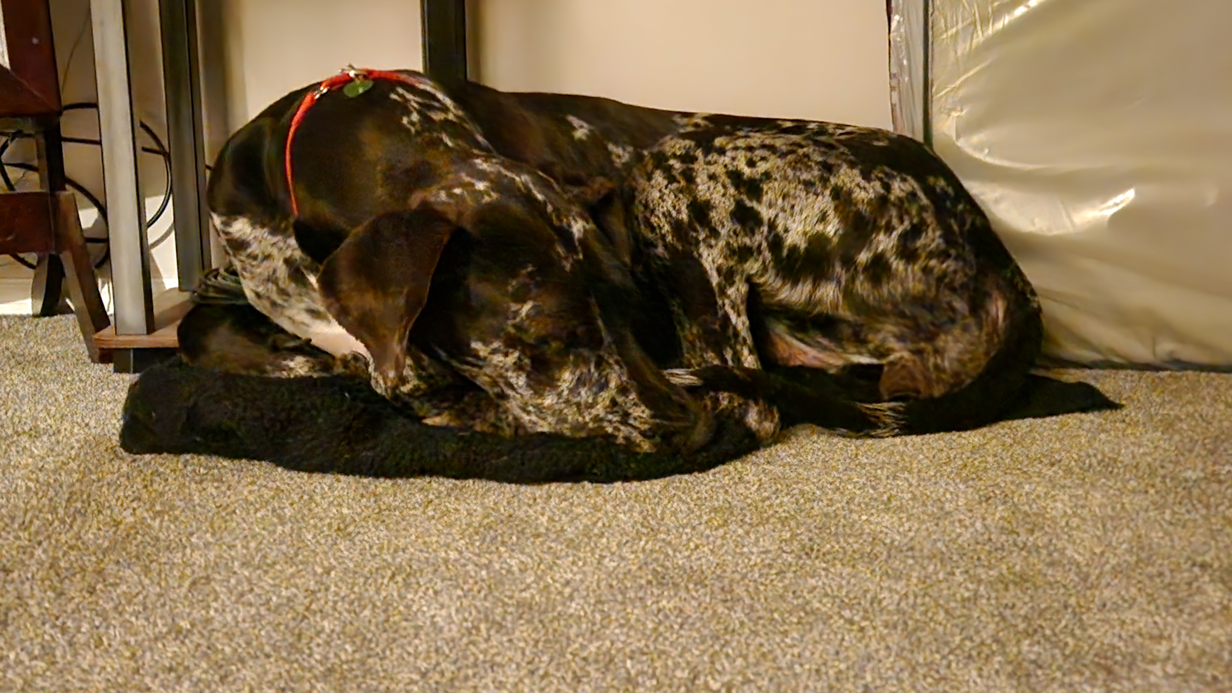 Picture of the Animal Listed