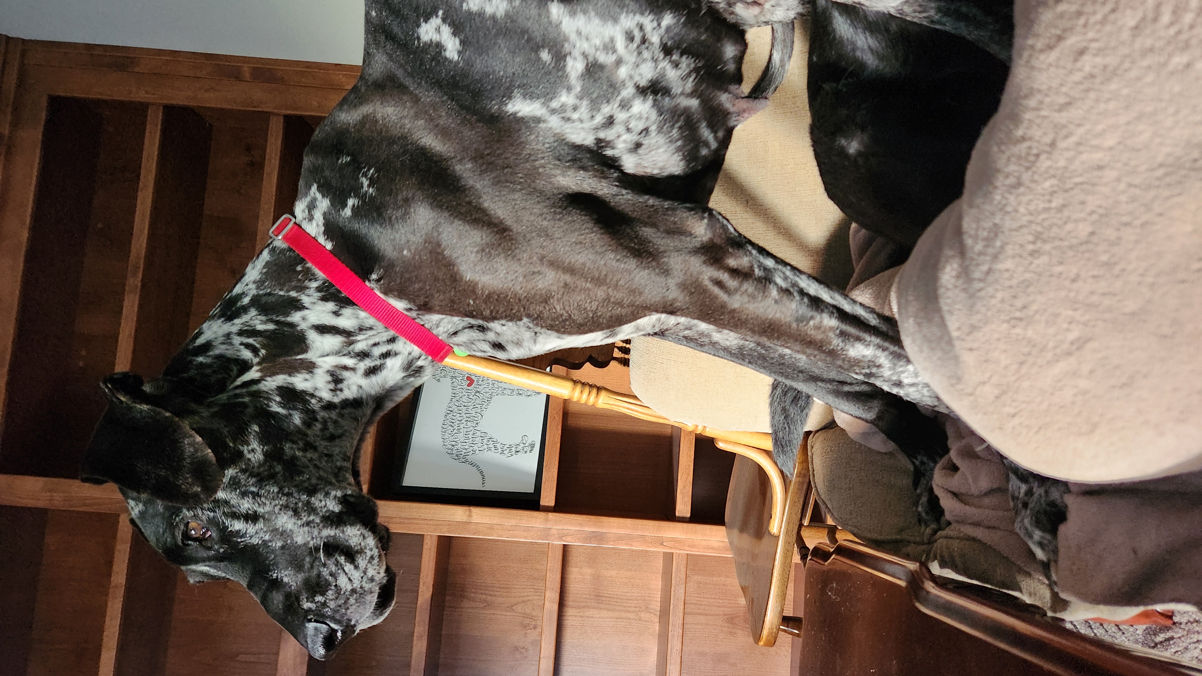 Picture of the Animal Listed