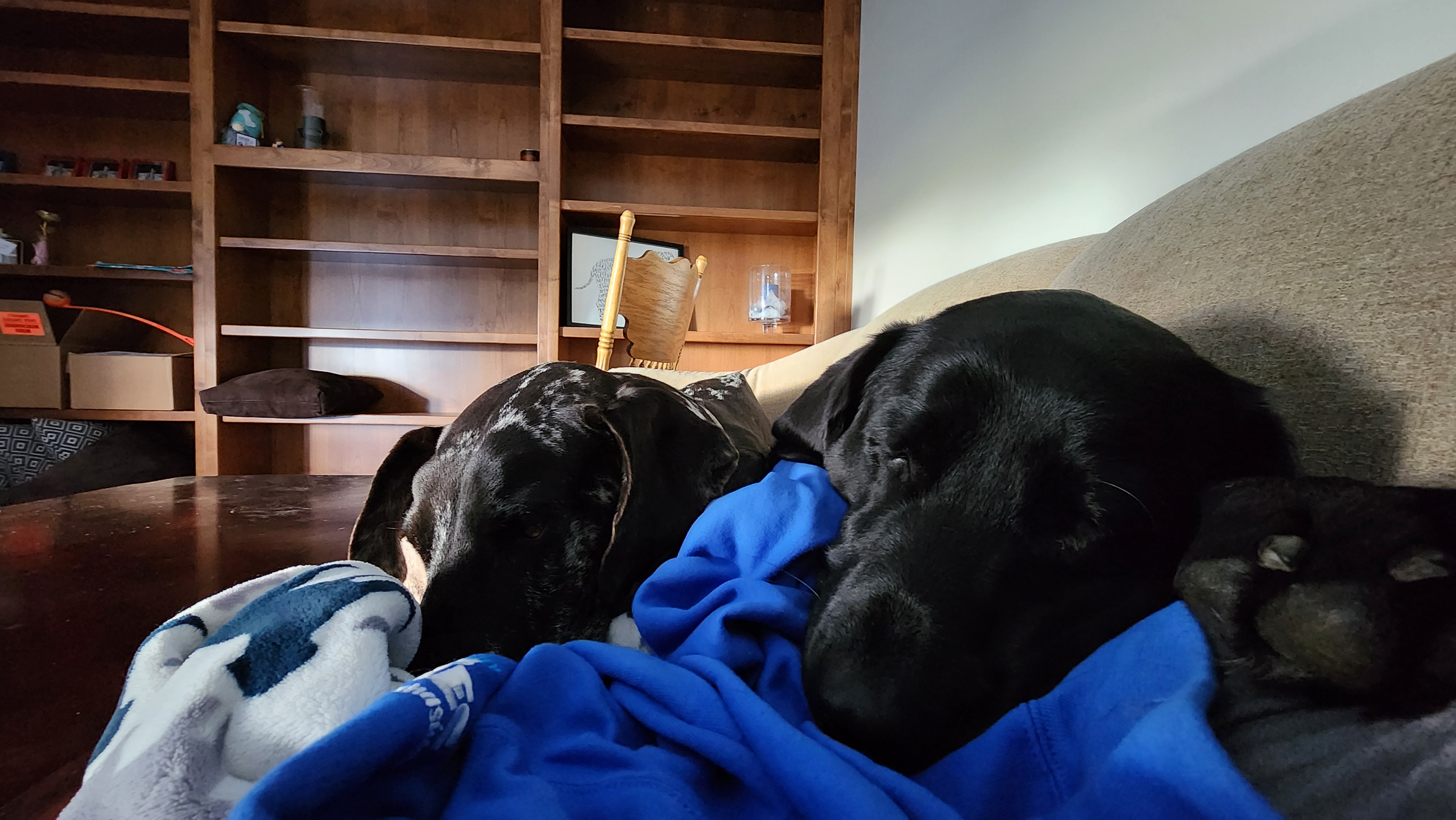 Picture of the Animal Listed