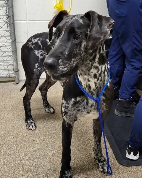 Picture of the Animal Listed