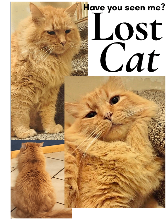 Picture of the Animal Listed