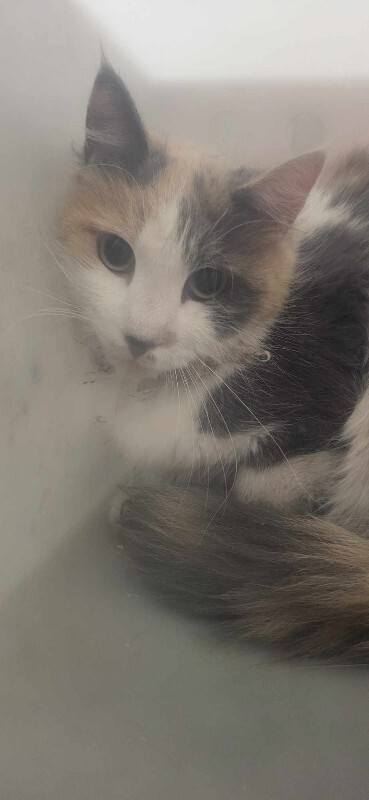 Picture of the Animal Listed