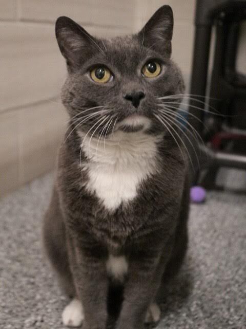 Picture of the Animal Listed