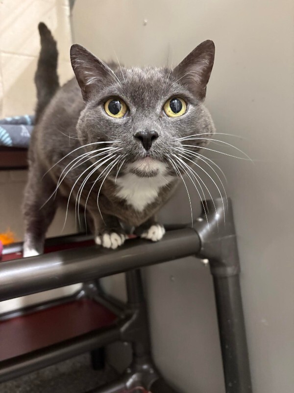 Picture of the Animal Listed