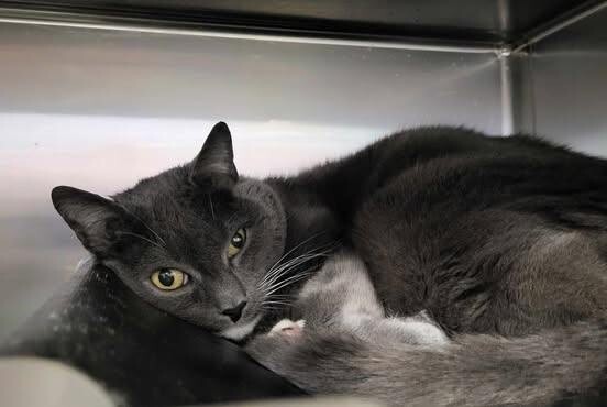 Picture of the Animal Listed