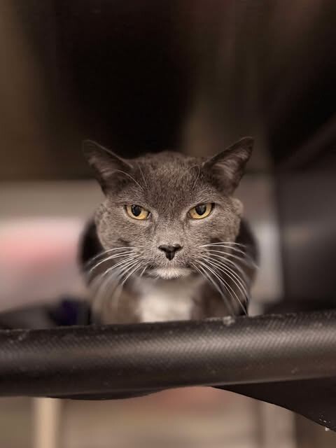 Picture of the Animal Listed