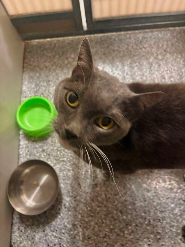 Picture of the Animal Listed