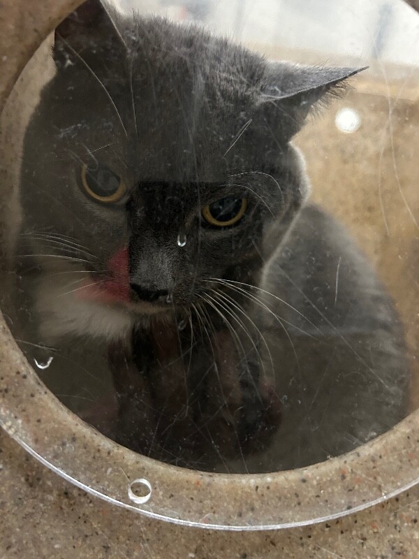 Picture of the Animal Listed