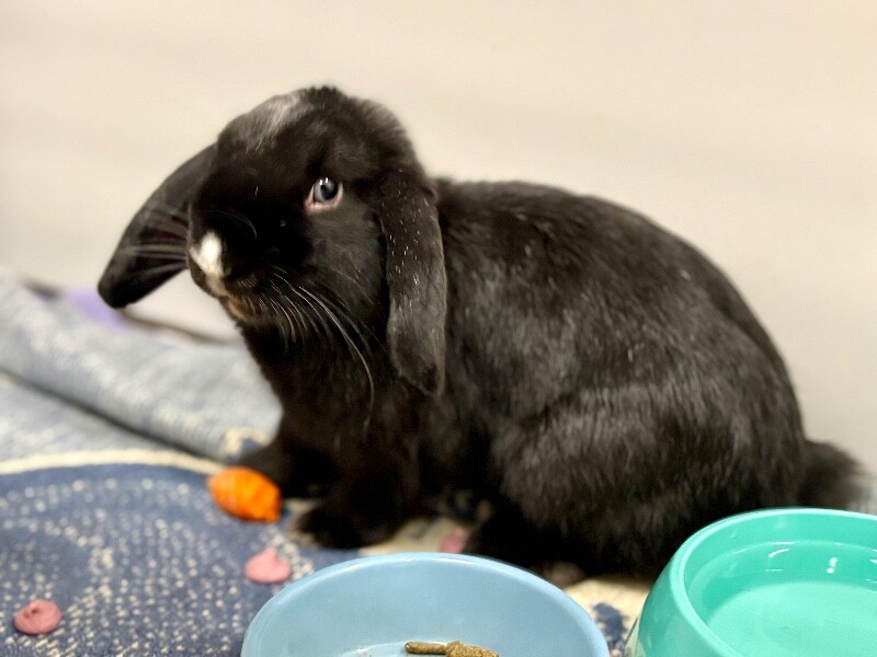 Picture of the Animal Listed