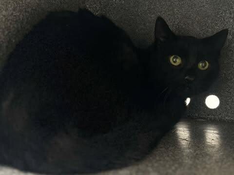 Picture of the Animal Listed