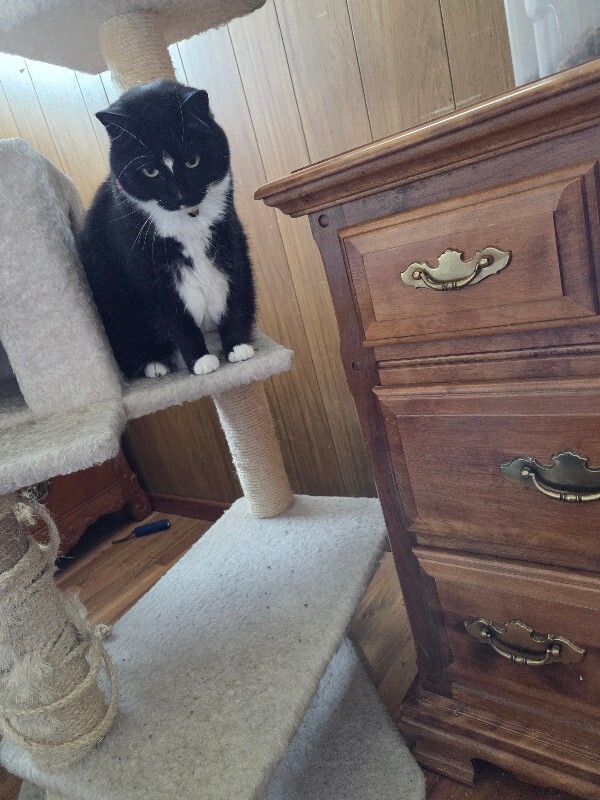 Picture of the Animal Listed