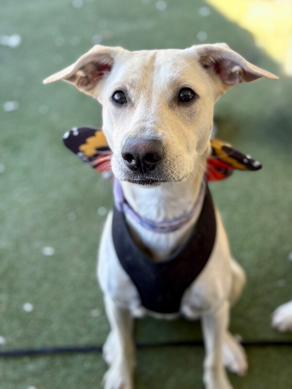 Picture of the Animal Listed