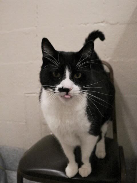 Picture of the Animal Listed