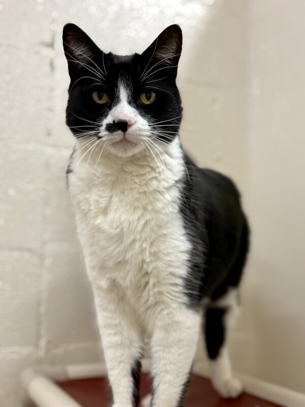 Picture of the Animal Listed