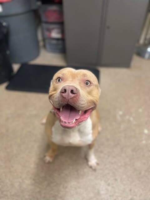 Picture of the Animal Listed