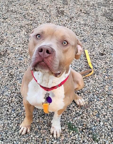 Picture of the Animal Listed