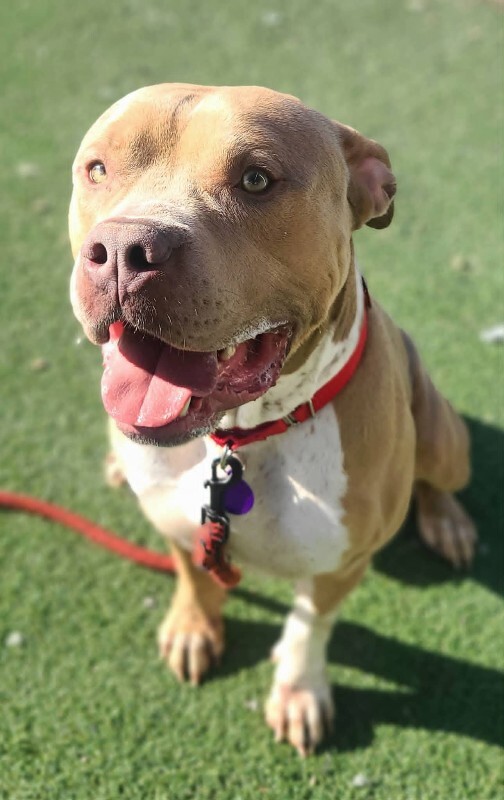 Picture of the Animal Listed