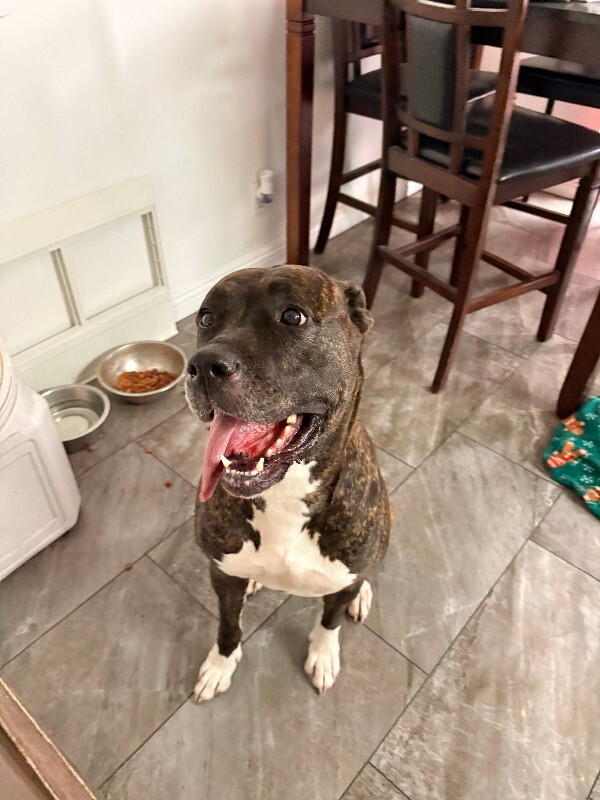 Picture of the Animal Listed