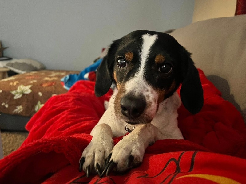 Picture of the Animal Listed