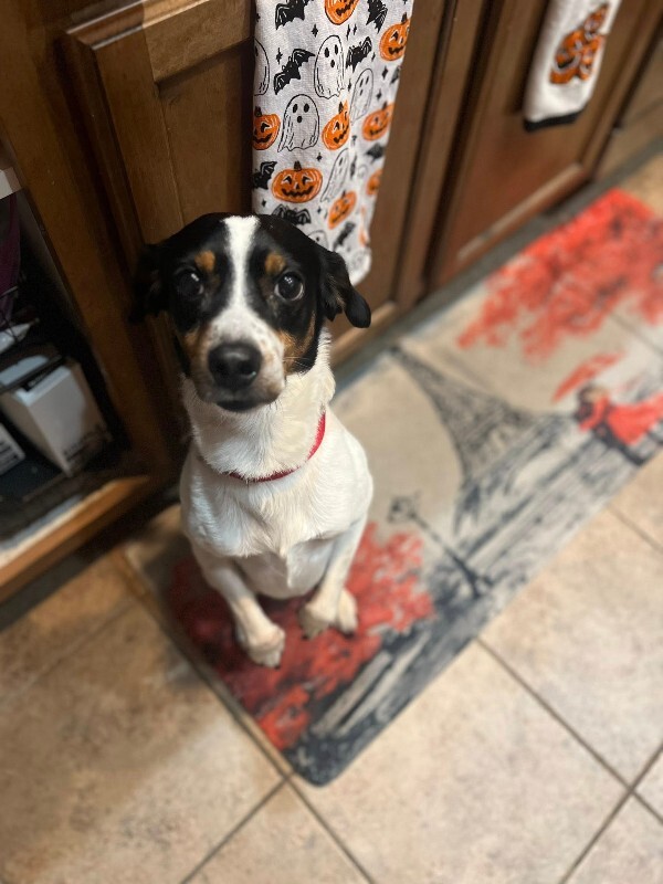 Picture of the Animal Listed