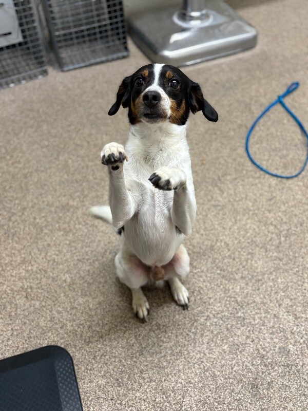 Picture of the Animal Listed