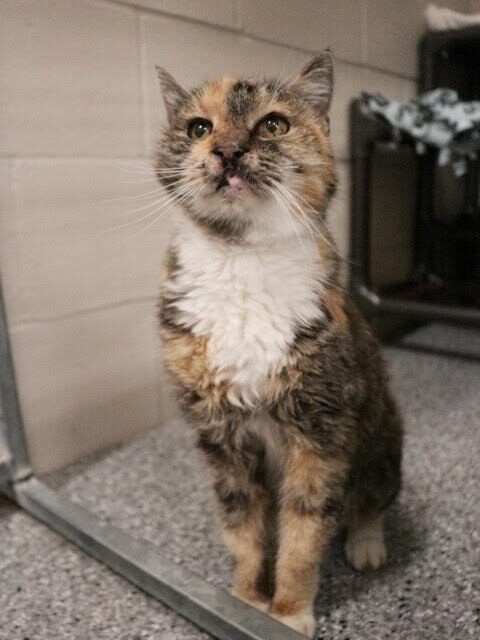 Picture of the Animal Listed