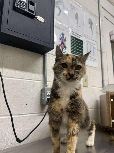 Picture of the Animal Listed