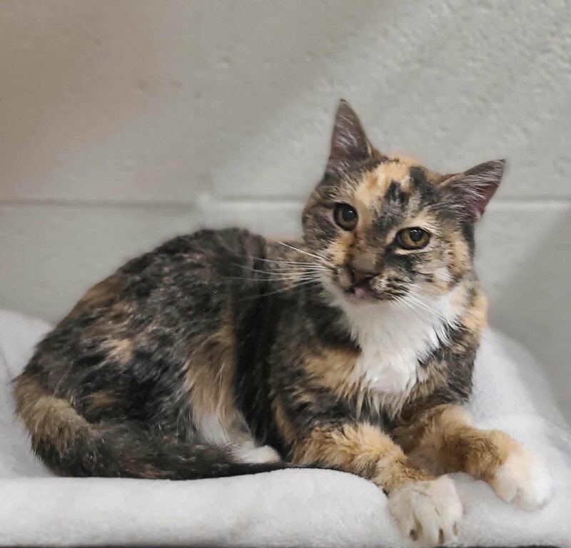 Picture of the Animal Listed