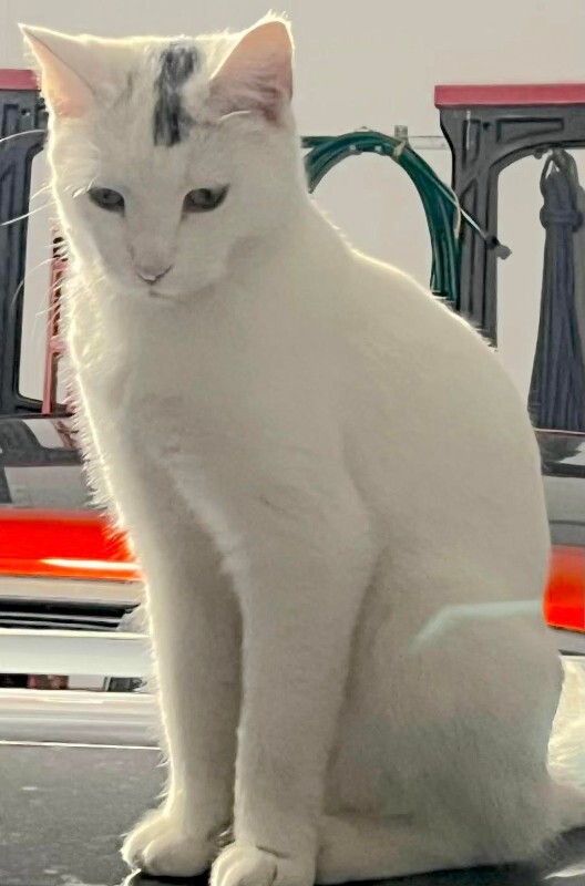 Picture of the Animal Listed