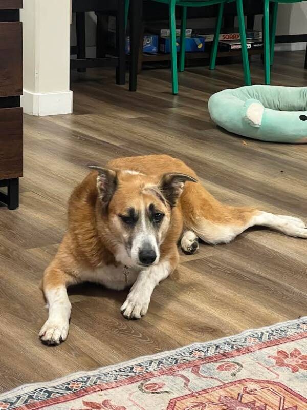 Picture of the Animal Listed