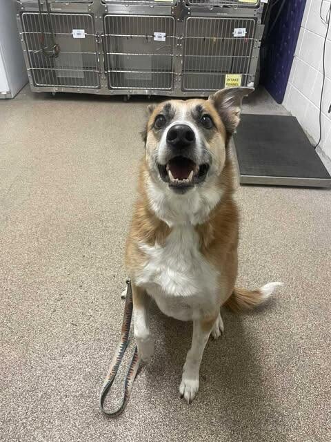 Picture of the Animal Listed