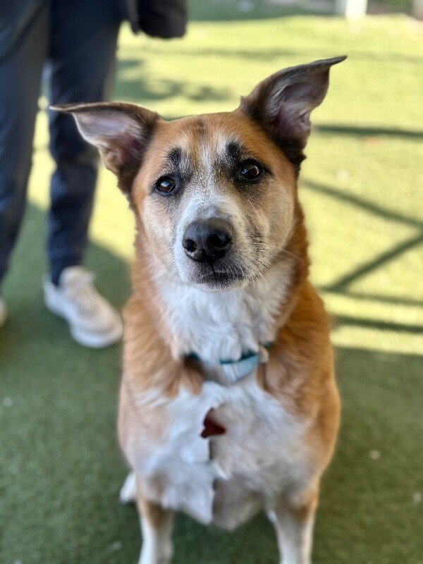 Picture of the Animal Listed