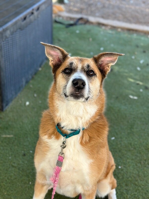 Picture of the Animal Listed